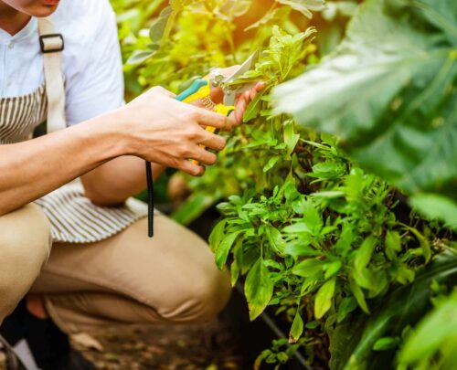 young-man-relax-in-the-garden-he-care-plant-and-fl-2025-01-09-03-03-17-utc_11zon